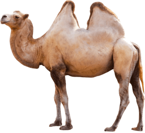 camel