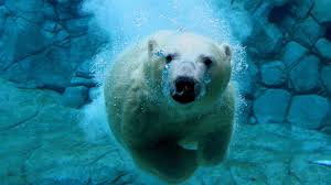 polar bear