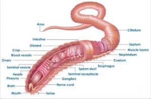 earthworm